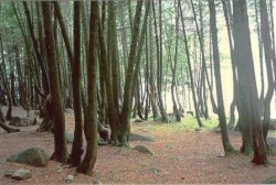La fameuse «Forêt enchantée»© Parcs Canada.