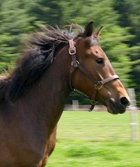 Praline, 2008. © Canadian Horse Breeder Massawippi, North Hatley (Québec)